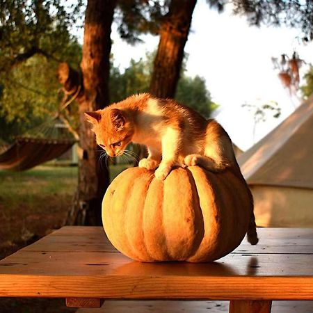Glamping At A Lovely Tent In Skiaxtro- Marathopoli Villa Buitenkant foto