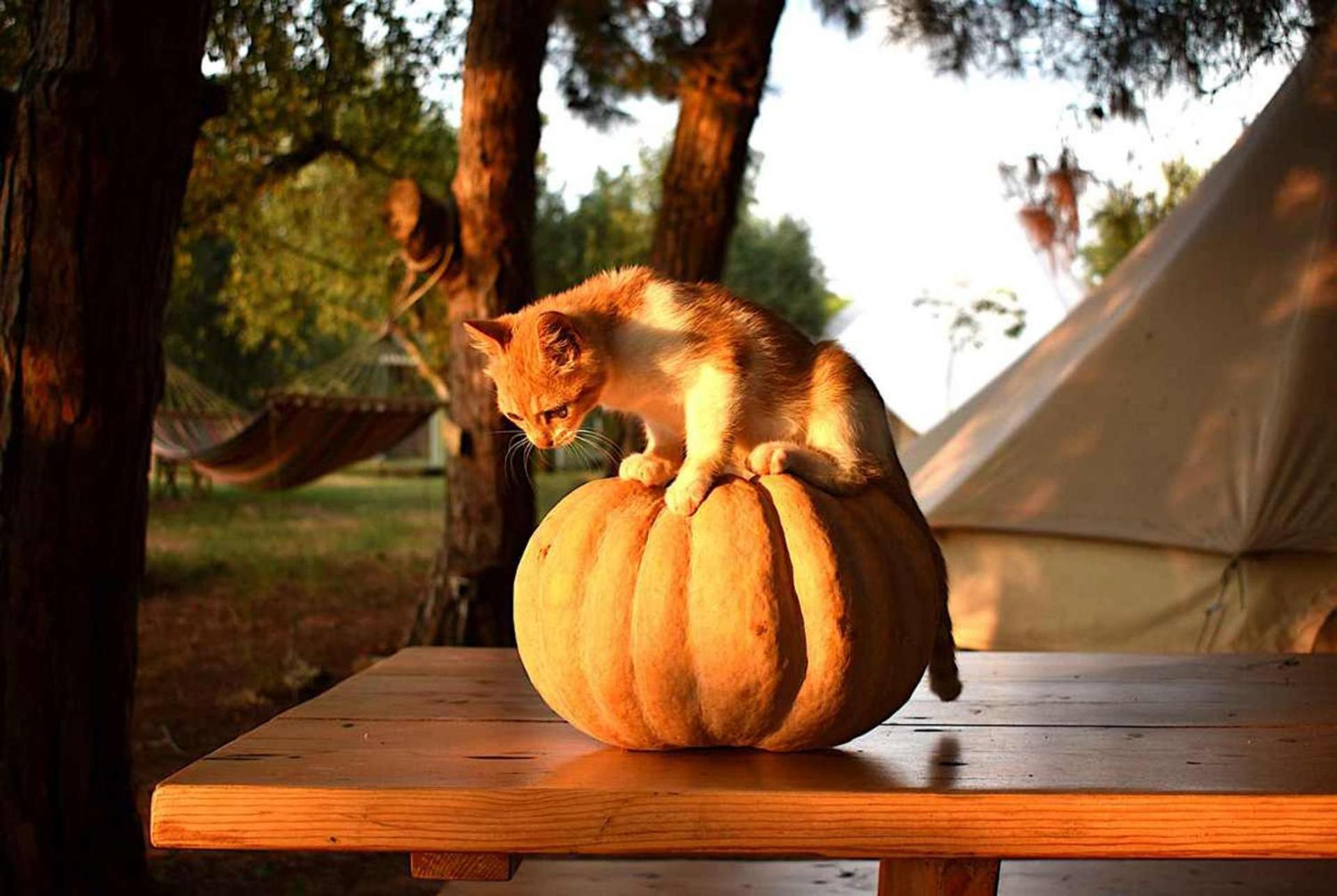 Glamping At A Lovely Tent In Skiaxtro- Marathopoli Villa Buitenkant foto